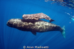 Adult and escort. Calves are looked after by members of t... by Arun Madisetti 